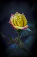 Rose Bud 